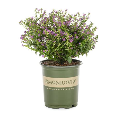 Monrovia 3 Quart In Mexican Heather At