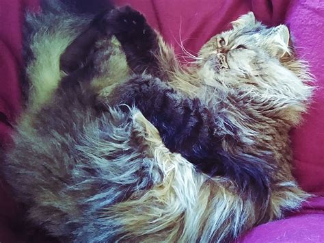 Despite this, cats sometimes doze on their backs when they're feeling particularly relaxed. Why Do Cats Sleep on Their Backs? 11 Possible Explanations