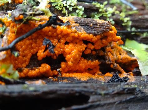 Orange Slime Mold Mushrooms Fungi Nature Photography Stuffed
