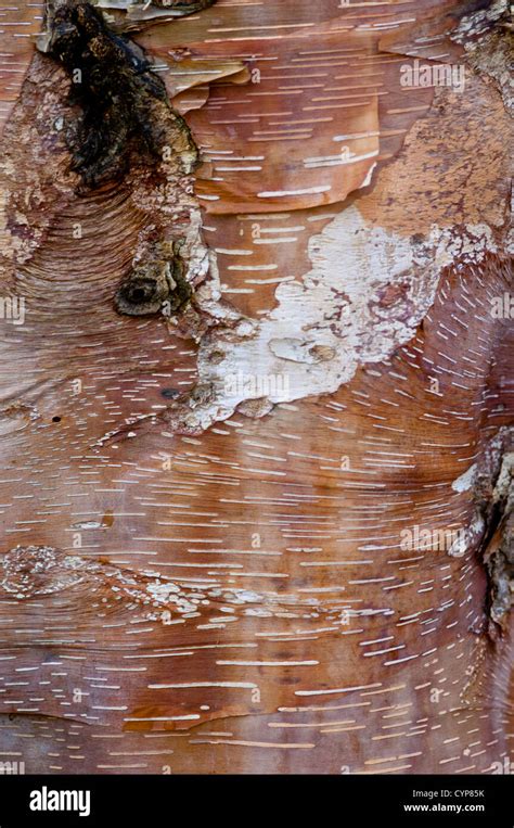 Close Up Birch Tree Bark High Resolution Stock Photography And Images
