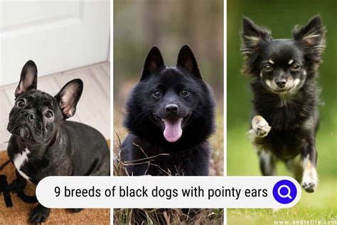 Black And Brown Dogs With Pointy Ears
