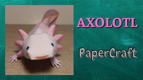 031 Axolotl Papercraft Model 😀 Youtube
