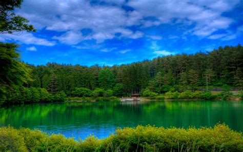 Lake Surrounded By Green Forest
