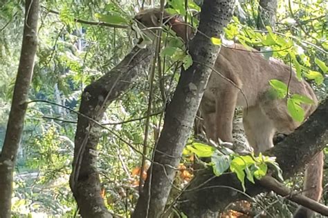 Video Campbell River Woman Captures Up Close Video Of Cougar