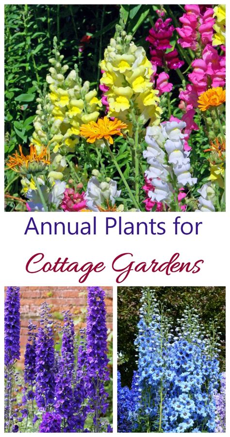 Causal cottage garden plants look great every time from afternoon to evening and in nights too. Cottage Garden Plants - Perennials Annuals & Bulbs for ...