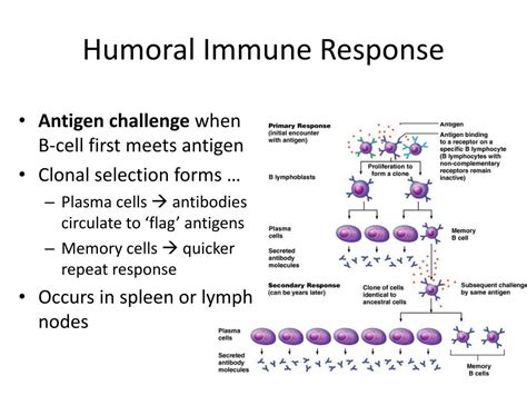 Ppt Immune System Powerpoint Presentation Free Download Id1913893