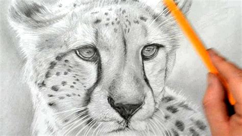 How To Draw A Cheetah Realistic Pencil Drawing Youtube