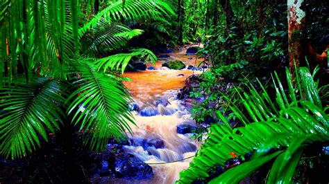 Tropical Rainforest Wallpaper Wallpapersafari