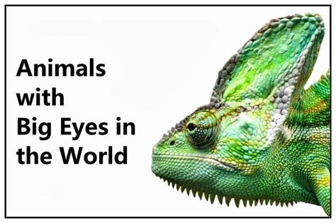List Of 20 Animals With Big Eyes In The World Largest Eyes 2023