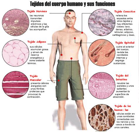 Tejidos Tejidos Del Cuerpo Humano Mapa Conseptual Sistemas Del Porn