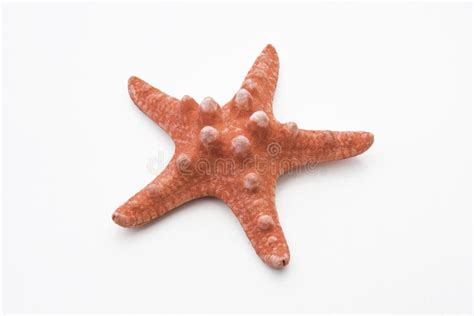 Close Up Of Red Starfish Stock Image Image Of Isolated 106357309