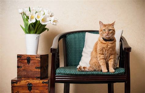 Savannah Texas Cat Sitting: A Guide to Hiring a Cat Sitter in Savannah