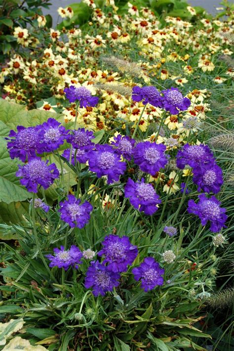 Apr 22, 2021 · plant these summer annuals and perennials for flowers all summer long. Favorite Summer-Blooming Perennials | HGTV
