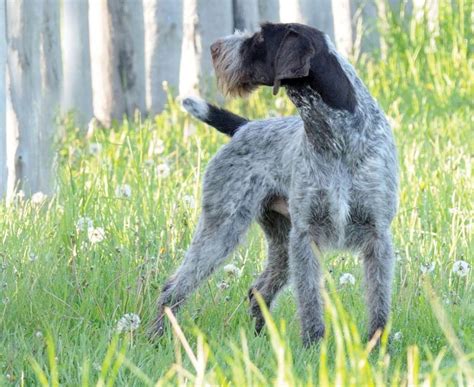german wirehaired pointer breed guide learn   german wirehaired pointer