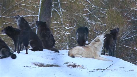 A Wild Gray Wolf Feed On A Deer Carcass This Is A Wild Pack