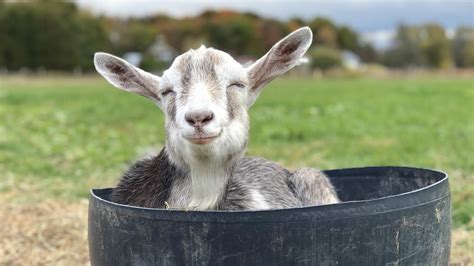 Step Inside Black Goat Farm And Sanctuary Where Rescued Animals Are