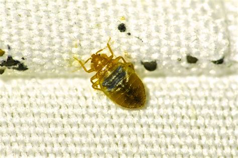 bed bug exterminator offers same day service raven termite and pest control