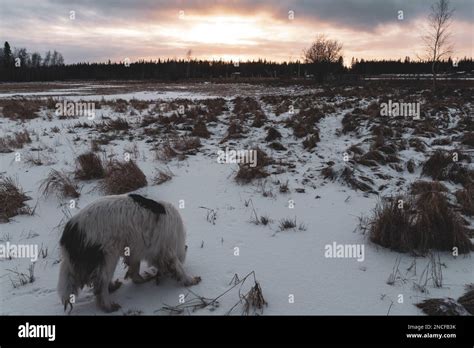 An Old White Dog Of The Yakut Laika Breed Sniffs In The Grass In A