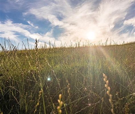 Meadow Grass Sun Flare And Warm Sunshinerupertbarker