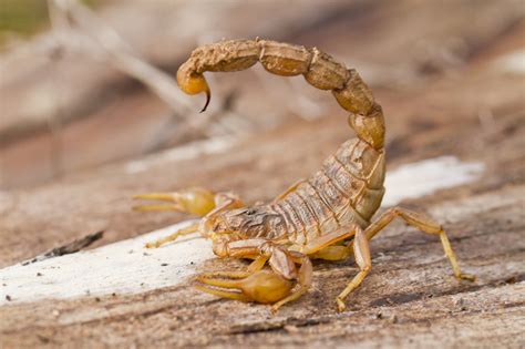 Scorpions Wild Animals News And Facts
