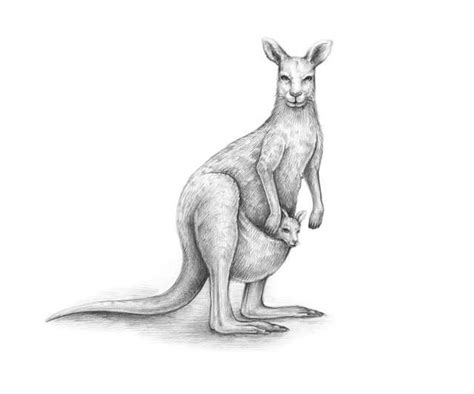 How To Draw A Kangaroo Kangaroo Drawing Kangaroo Art Realistic
