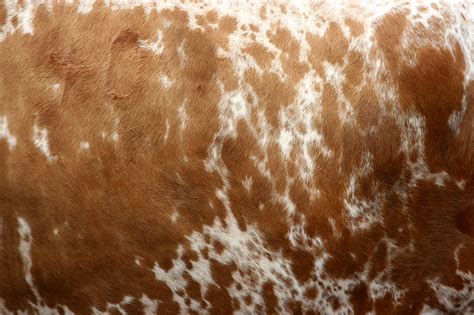 Cow Skin Stock Photo Download Image Now Istock