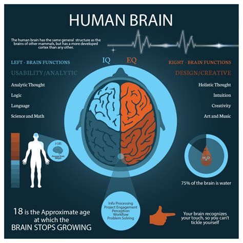 Interesting Facts About The Brain Visual Ly Emotional Intelligence