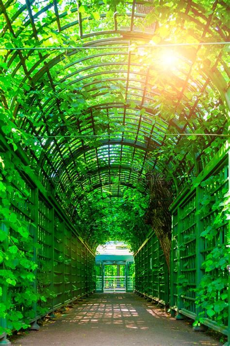 Grow throughs are placed over plants in early. Tunnel Plants Stock Photos - Download 3,339 Royalty Free ...