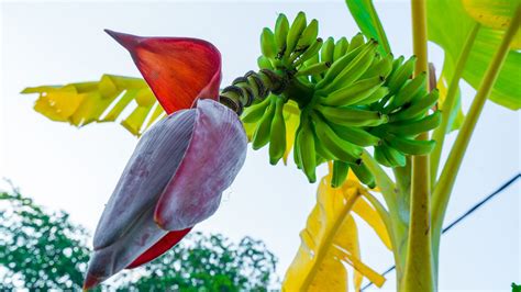 What Is A Banana Blossom Everything To Know About The Plant Based