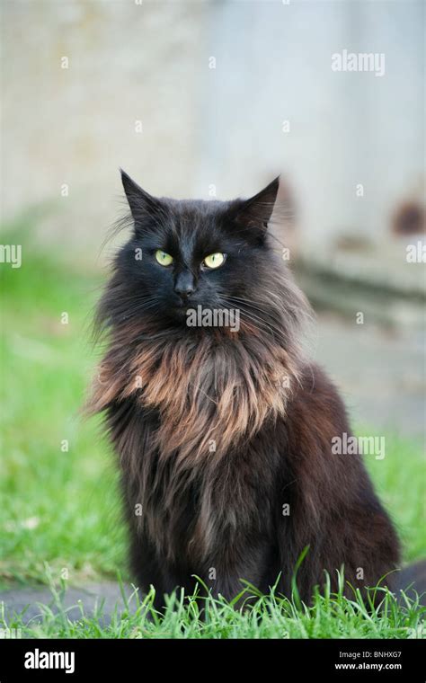 Long Haired Black Cat Stock Photo Alamy