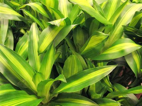 How to Grow and Care for Corn Plants (Dracaena Fragrans)