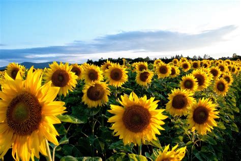 Whimsical Sunflower Desktop Wallpapers Top Free