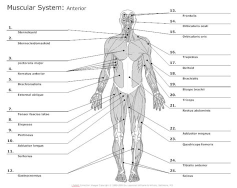 Shows over 100 labeled muscles of anterior and posterior aspect of the human body including the deep muscles. Anatomy Chart - Typical Uses for Anatomy Charts