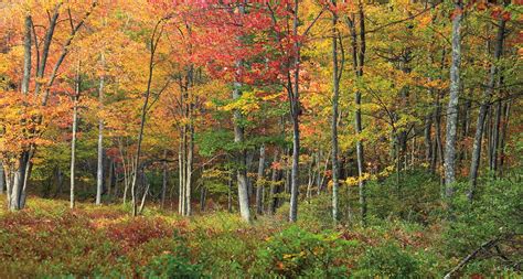 Eastern Deciduous Forest In Autumn Credit Nicholas A Tonelli