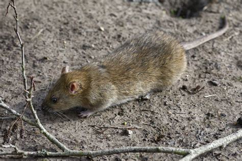 Brown Rat Stock Image Image Of Animal Brown Norwegian 167729075