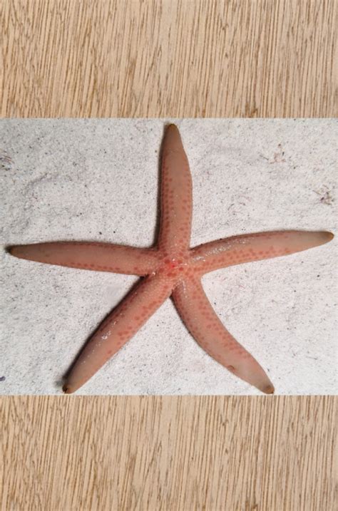 Ultra Rare Pink Linckia Starfish Linckia Sp — Salty Revolution