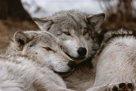 Wolf Gray Wolf Socialization Living With Wolves