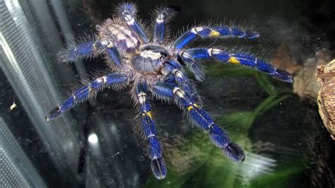 This Bright Blue Tarantula Packs A Mean Bite Mental Floss
