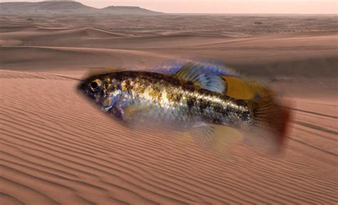 Fish In The Desert Species Adaptations And Conservation Efforts