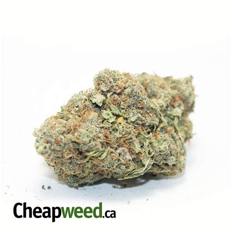 Buy Stardawg Guava Online Cheap Weed