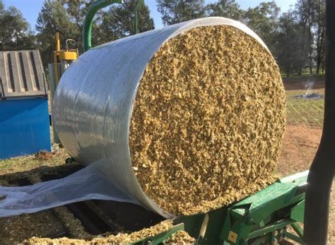 Precision Chopped Corn Silage Hay And Fodder Silage For Sale