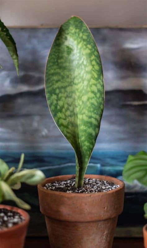 10 Exquisite Snake Plant Varieties You Need To Know Ames Farm Center