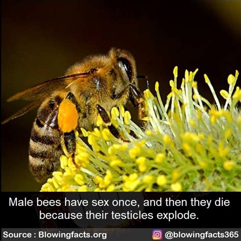 facts that will blow your mind male bees have sex once and then they die because