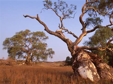 That heavy wood is no joke. 'Red River Gum Tree, Eucalyptus Camaldulensis, Flinders ...