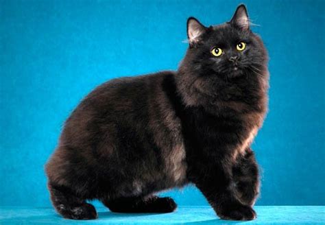 Cymric Cat Longhair Manx Cat