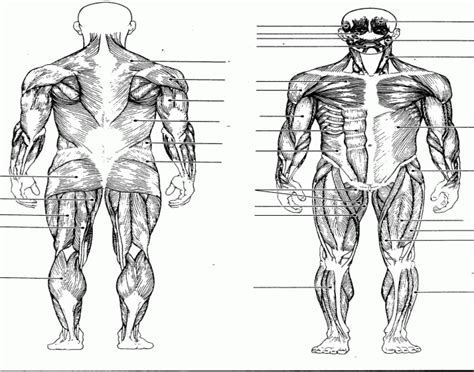 Muscular System Quiz