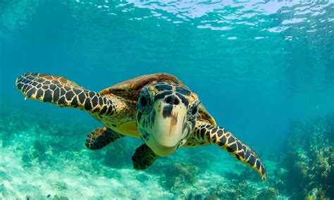 Social Media For The Good Turtle Conservancy