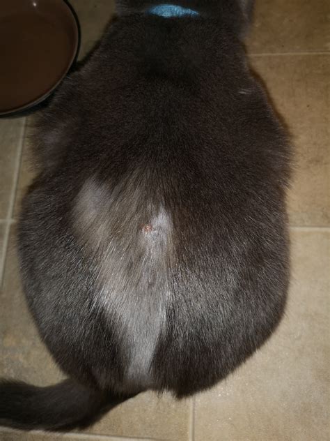 Anyone Know What This Is Ringworm Thecatsite
