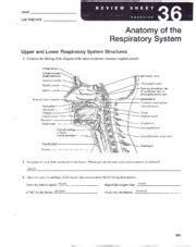Anatomy Of The Respiratory System Review Sheet Exercise 23 Online Degrees