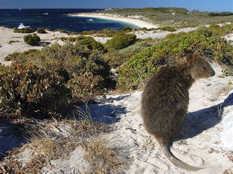 They are small macropods, not larger than a domestic cat. Quokka. Rottnest Island, Australia I love these little ...